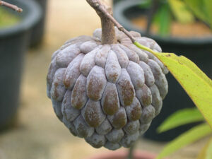 Custard Apple