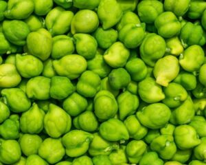 Chickpea