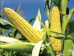 Corn / Maize
