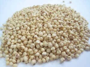 Great Millet