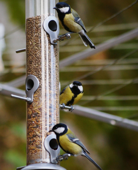 Animal & Birds Feeds
